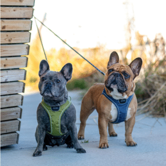 DOG COPENHAGEN - ARNES COMFORT WALK GO