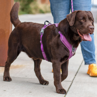 DOG COPENHAGEN - ARNES COMFORT WALK PRO
