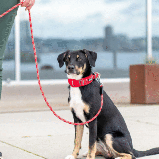 DOG COPENHAGEN - COLLAR URBAN EXPLORER