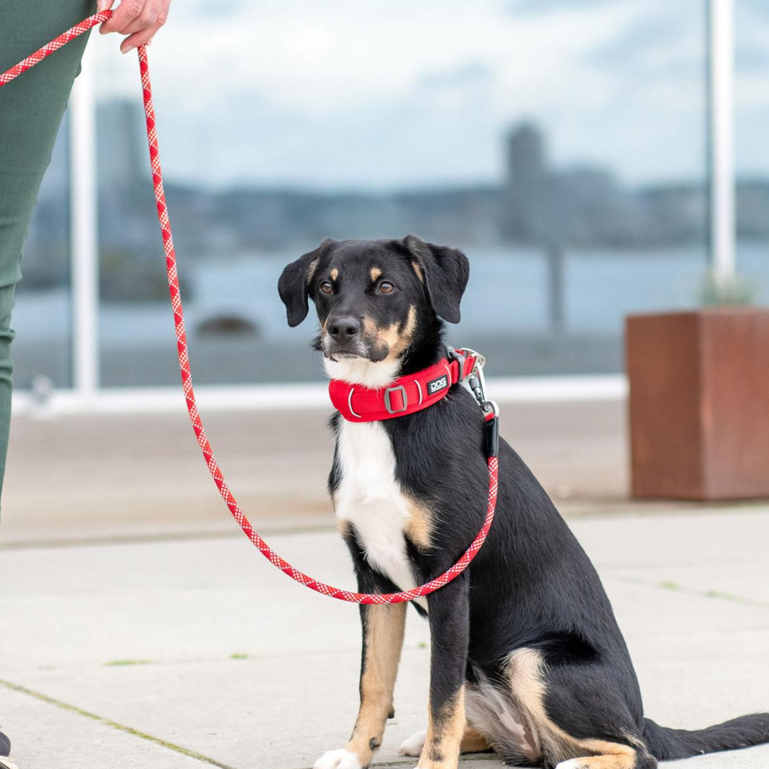 DOG COPENHAGEN - COLLAR URBAN EXPLORER